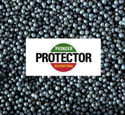 Mieszańce Protector®  Sclerotinia